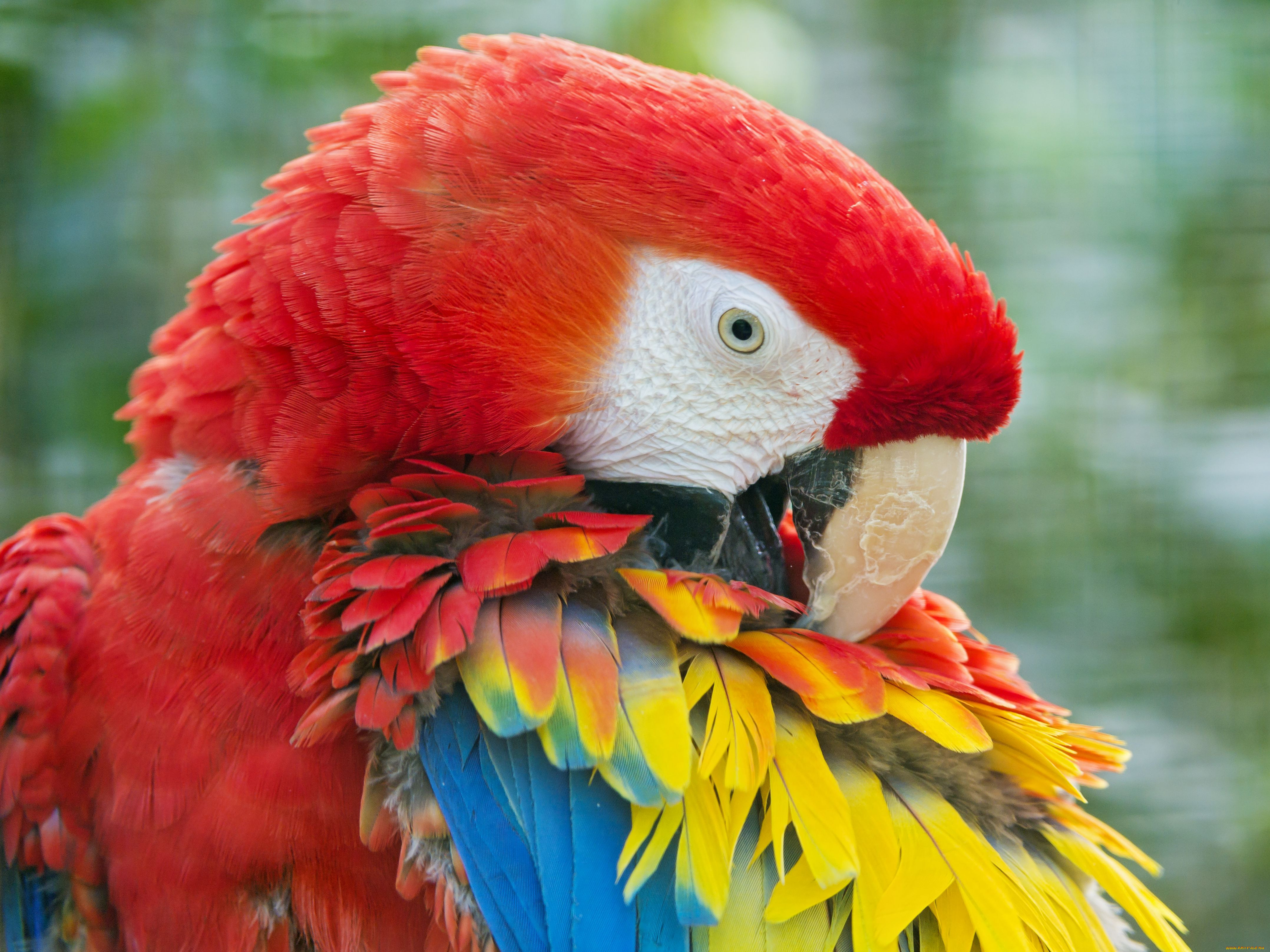 Большой цветной попугай. Попугай ара красный. Красный ара птенец. Попугай какарик красный. Попугай ара фото.